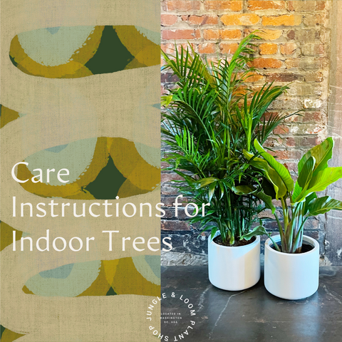 Houseplant Care Instructions for Indoor Trees