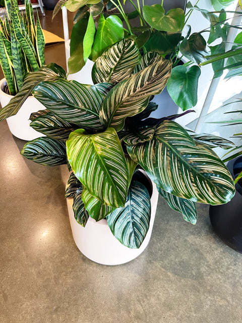 Calathea Ornata