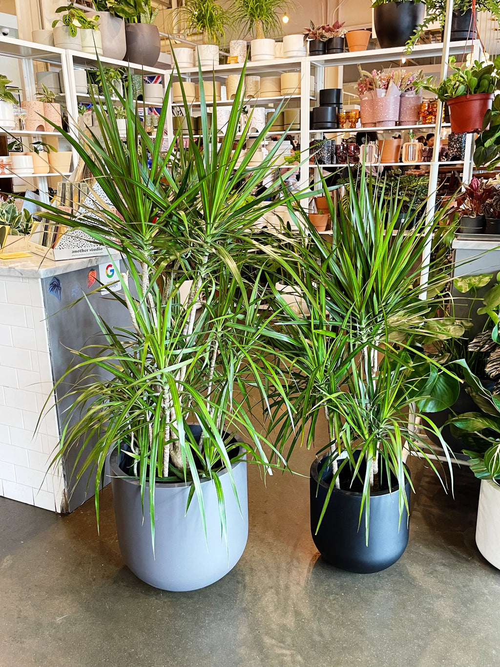 Dracaena Marginata Cane – Jungle & Loom