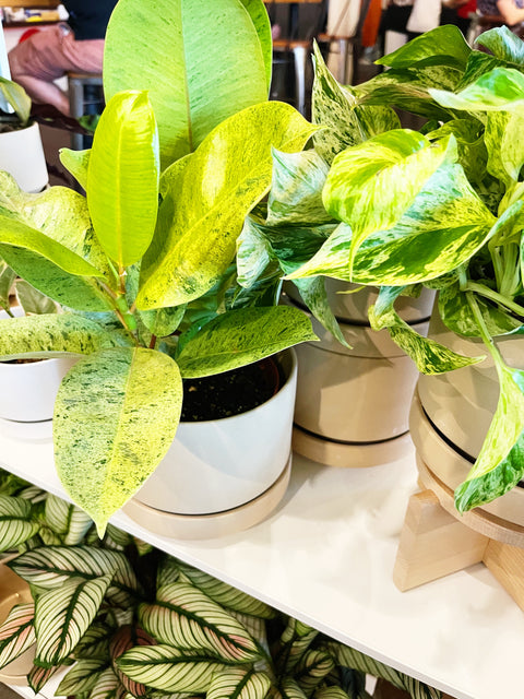 Ficus Elastica Shivereana Moonshine