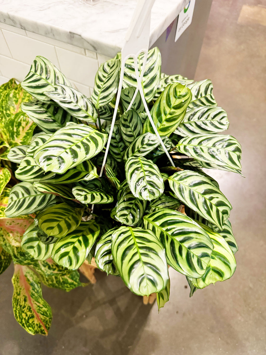 Calathea Ctenanthe Amabilis Burle Marx – Jungle & Loom