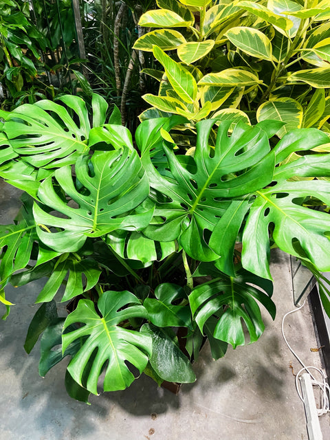 Monstera Deliciosa
