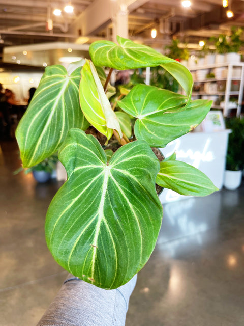 Philodendron Gloriosum