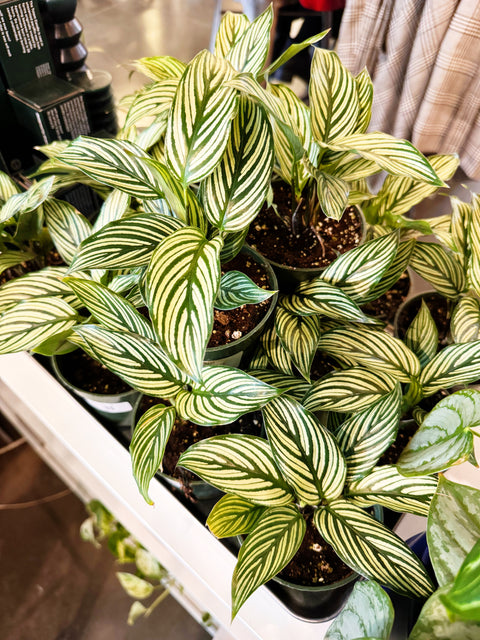 Calathea Vittata