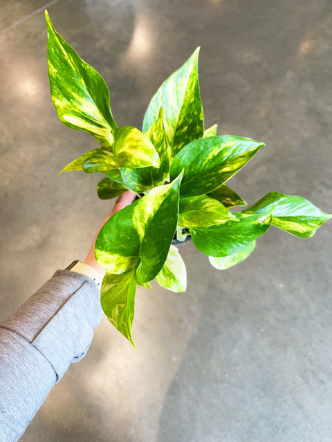 Pothos Golden
