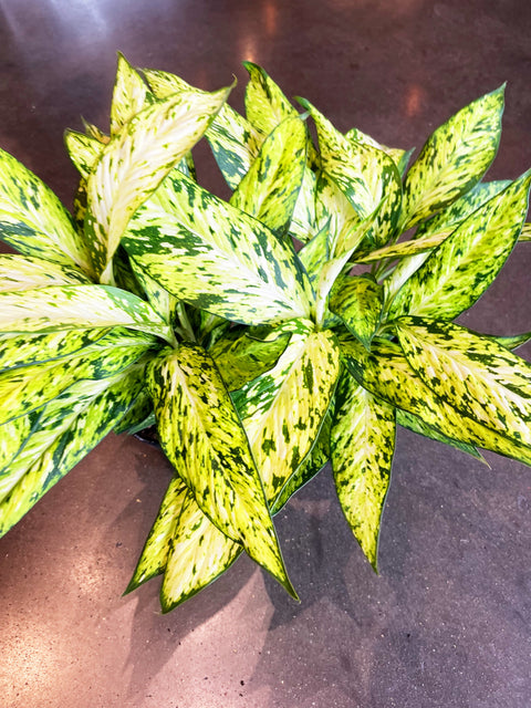 Dieffenbachia Starbright