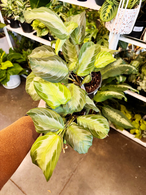 Maranta Silver Band