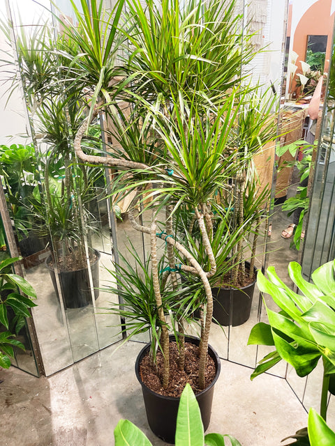 Dracaena Marginata Candelabra