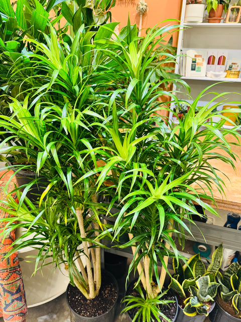 Dracaena Anita Stump