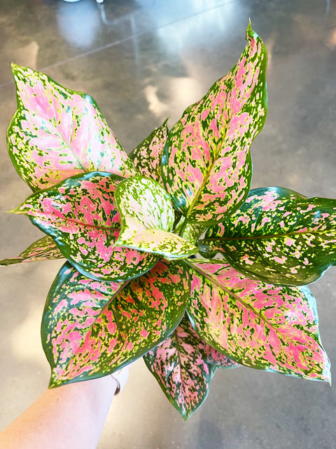 Aglaonema Red Valentine