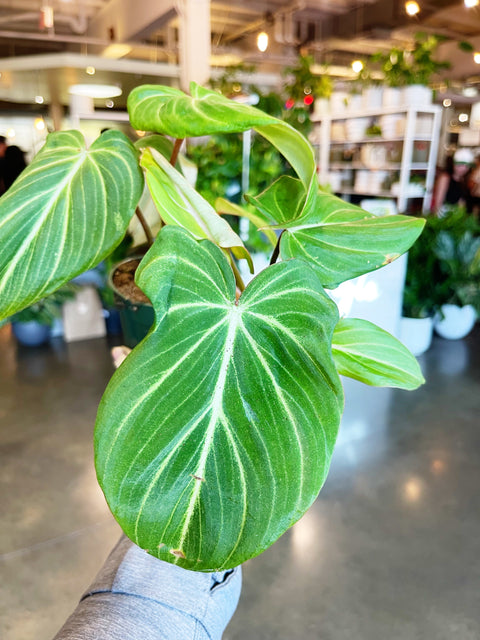 Philodendron Gloriosum