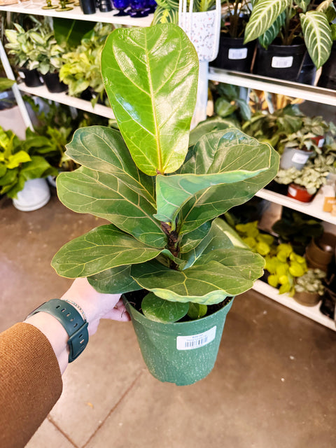 Ficus Lyrata