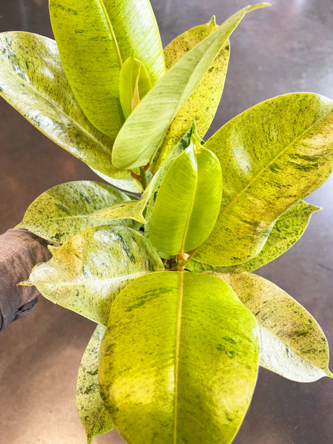Ficus Elastica Shivereana Moonshine