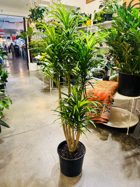 Dracaena Anita Stump