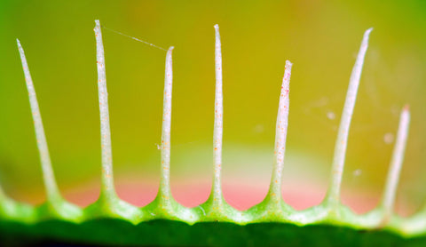 Venus Flytrap | Seed Grow Kit