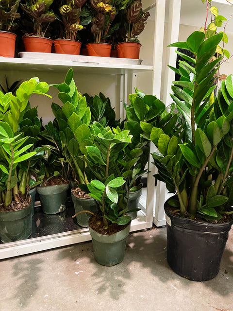 ZZ Plant