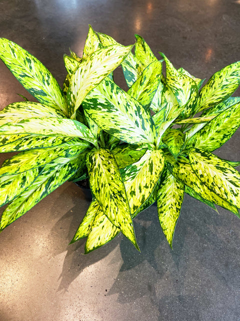 Dieffenbachia Starbright