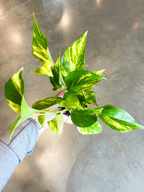 Pothos Golden