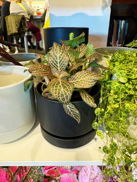 Fittonia