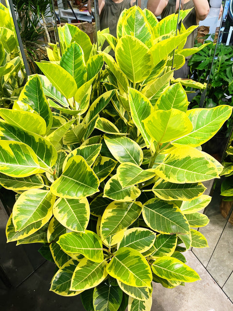 Ficus Altissima