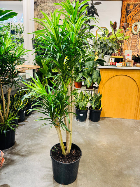 Dracaena Anita Stump
