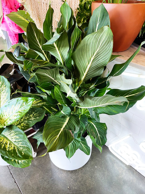 Dieffenbachia Sterling
