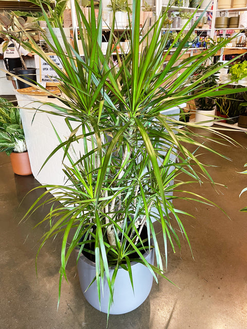 Dracaena Marginata Cane