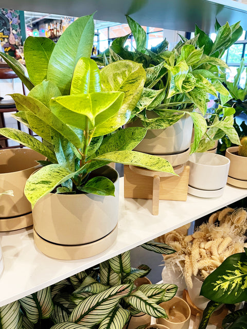 Ficus Elastica Shivereana Moonshine