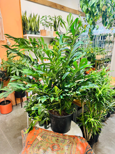 Monstera Pinnatipartita