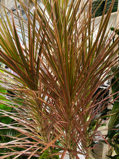 Dracaena Marginata Colorama