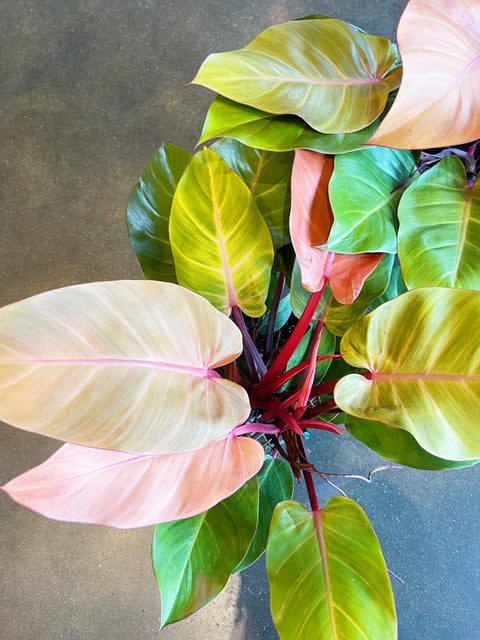 Philodendron McColley Finale