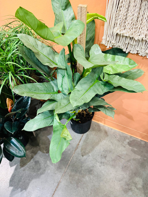 Philodendron Silver Sword Totem