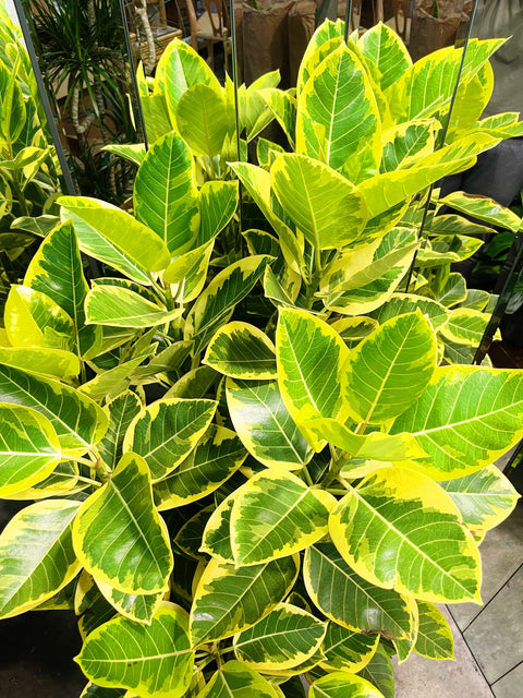 Ficus Altissima