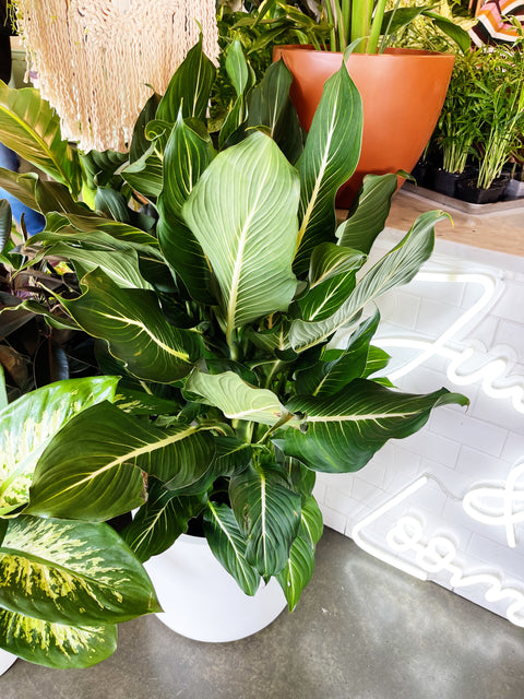 Dieffenbachia Sterling