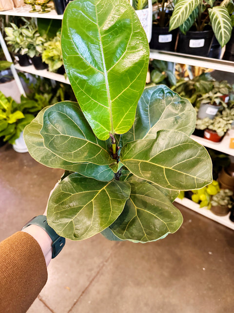 Ficus Lyrata