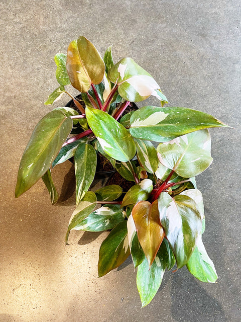 Philodendron Pink Princess