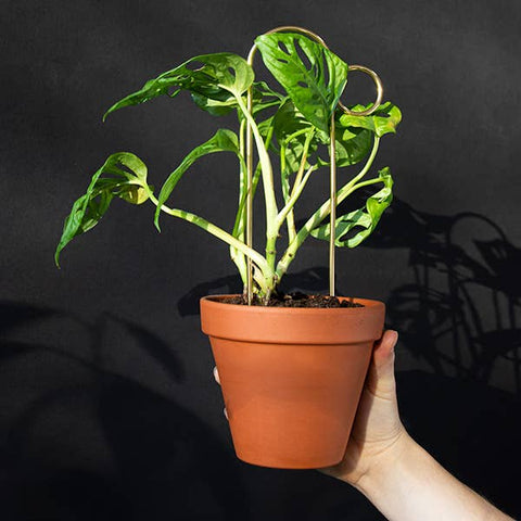 Mini Plant Stakes