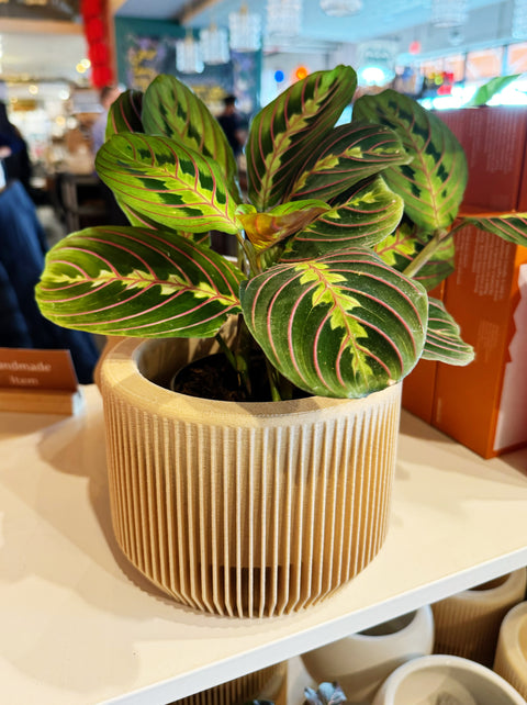 Maranta Red