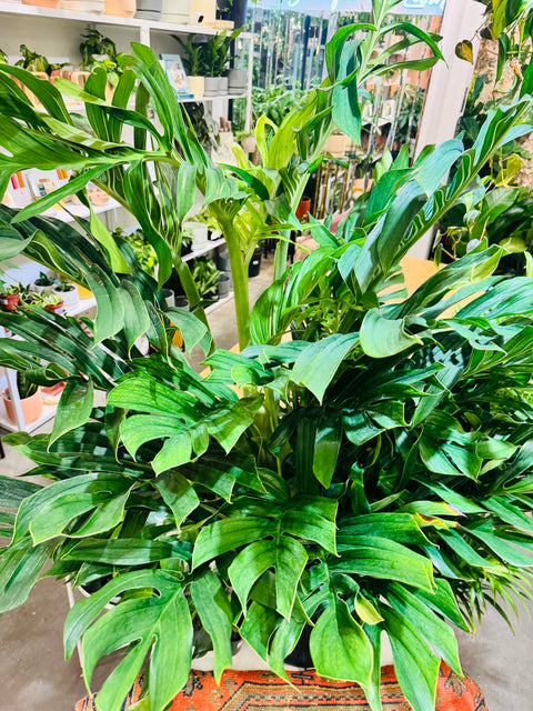 Monstera Pinnatipartita