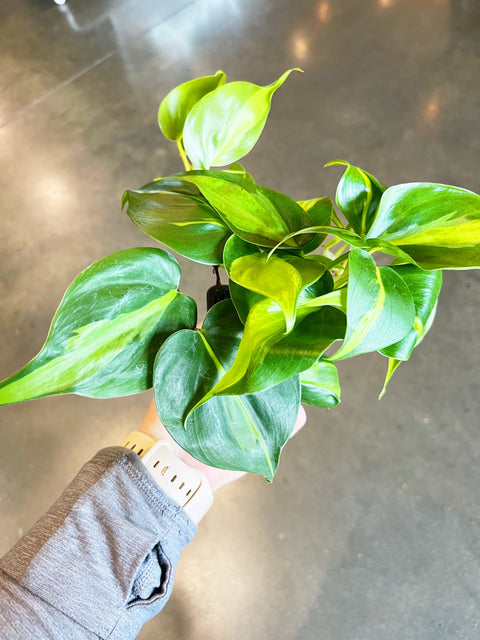 Philodendron Brasil