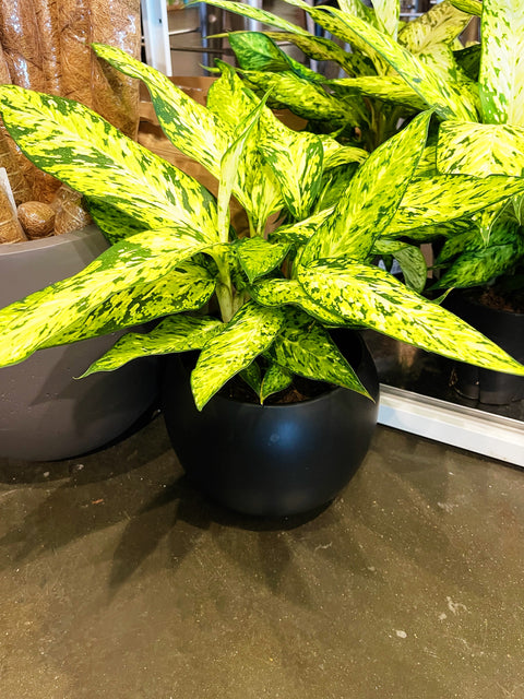 Dieffenbachia Starbright