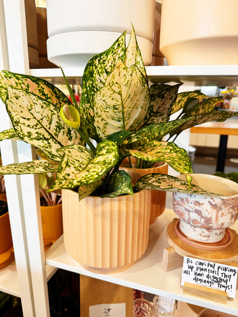 Aglaonema Pink Princess Etta Rose
