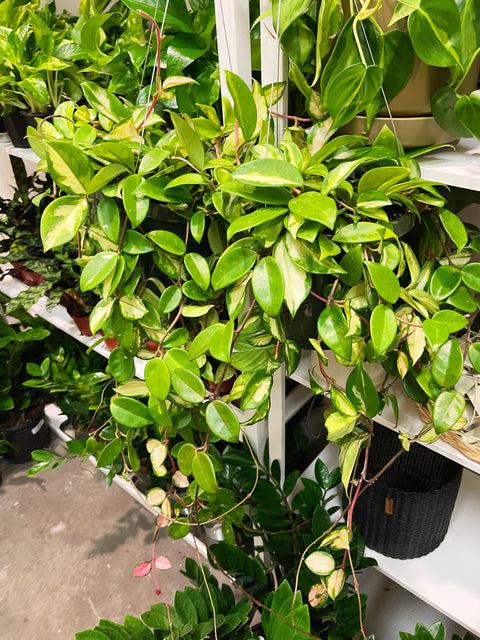 Hoya Exotica Tri Color