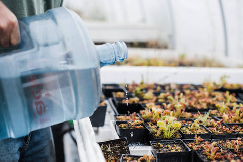 Venus Flytrap | Seed Grow Kit