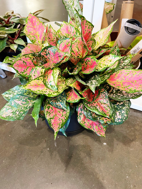 Aglaonema Red Valentine
