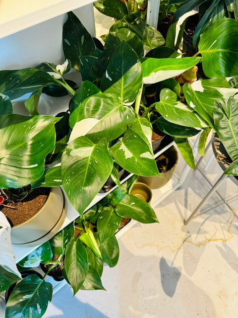 Philodendron White Knight