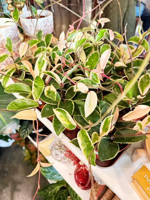 Hoya Krimson Queen