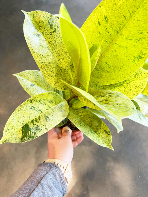 Ficus Elastica Shivereana Moonshine