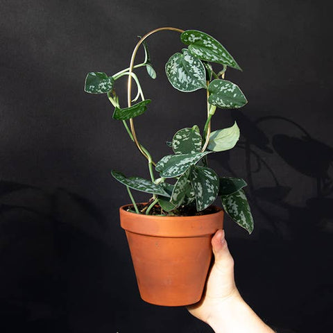 Mini Plant Stakes