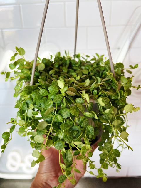 Peperomia Prostrata String of Turtles